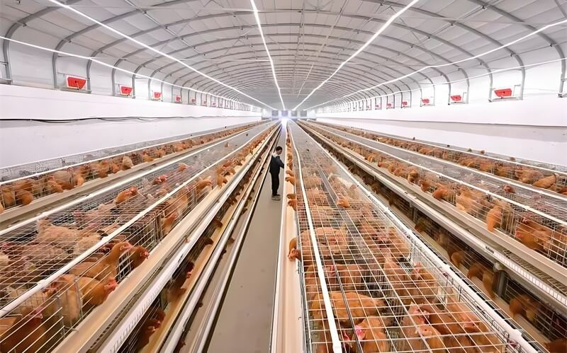 蛋雞養(yǎng)殖 蛋雞養(yǎng)殖